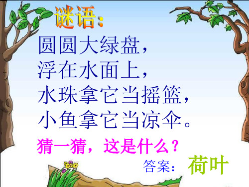 一年级下册《荷叶圆圆》PPT