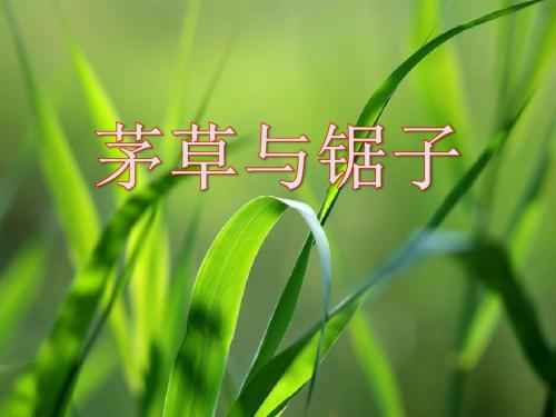《茅草与锯子》走进树林PPT精选教学课件