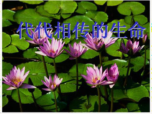 七年级科学下册 第1章 代代相传的生命复习课件1浙教级下册自然科学课件