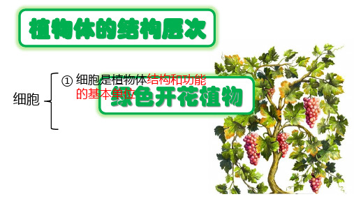 人教版七年级上册第二单元第二章第三节 植物体的结构层次 (1)(共17张PPT)