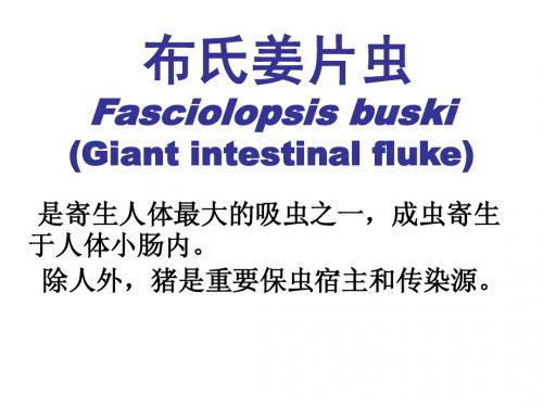 姜片虫