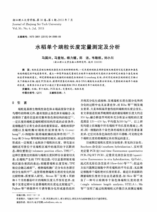 水稻单个端粒长度定量测定及分析