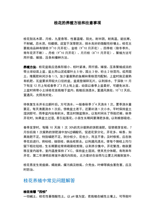 桂花的养殖方法和注意事项