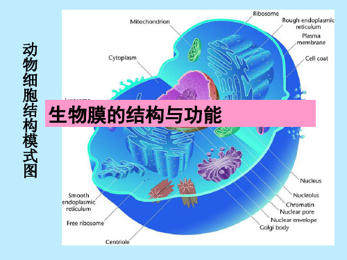 生物膜的结构与功能