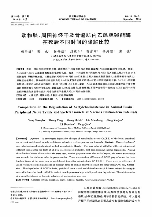 动物脑、周围神经干及骨骼肌内乙酰胆碱酯酶在死后不同时间的降解比较