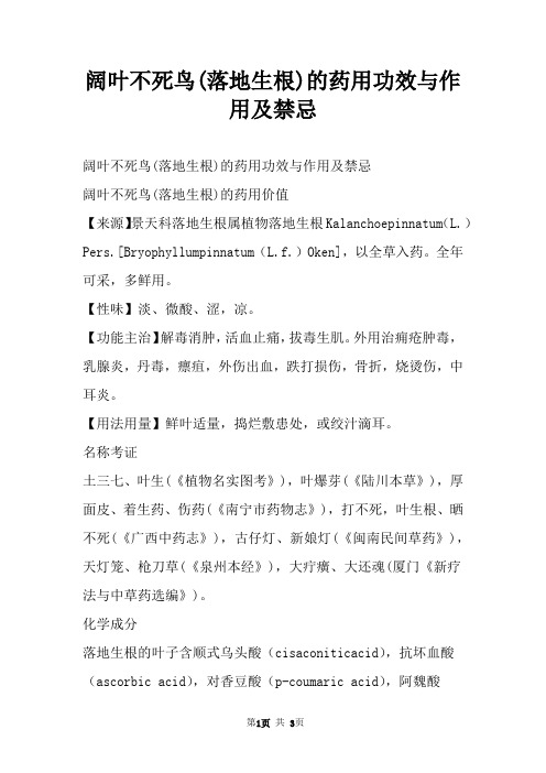 阔叶不死鸟(落地生根)的药用功效与作用及禁忌