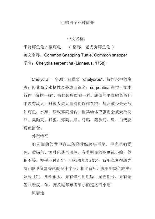 小鳄龟四个亚种