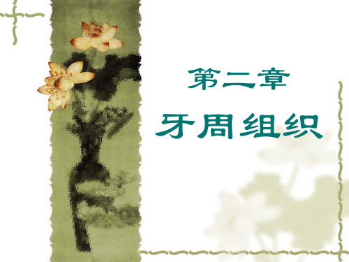 牙周组织