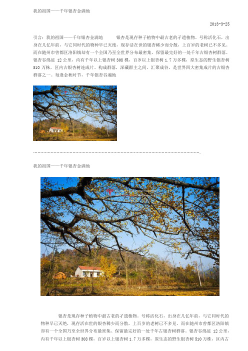 我的祖国——千年银杏金满地