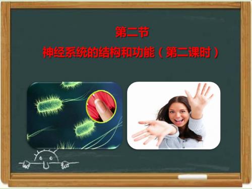 浙科版高中生物必修三《神经系统的结构与功能》第二课时课件(1)-新版