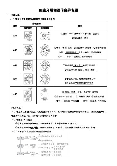 人教版高中生物细胞分裂专题复习(答案版)