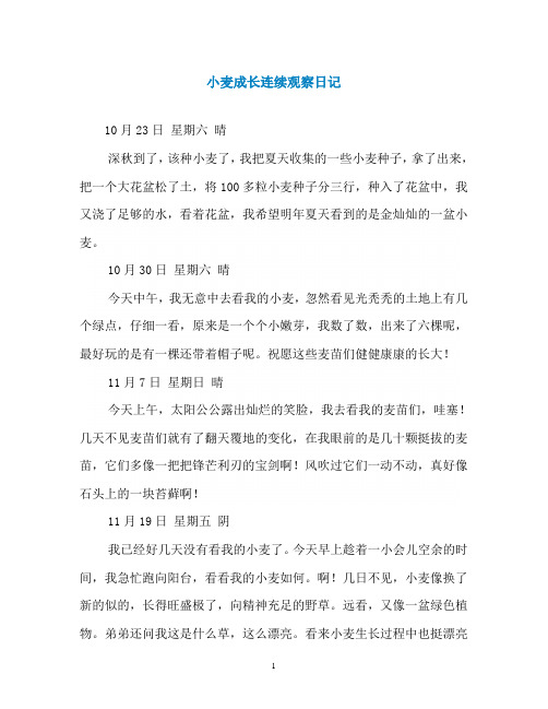 小麦成长连续观察日记