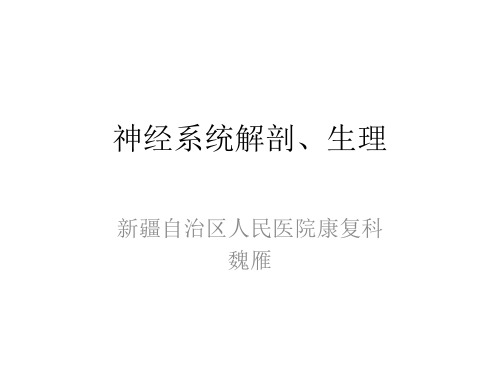 神经系统解剖及相关生理