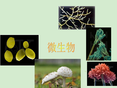 高中生物 第一部分《实验一 大肠杆菌的培养和分离》课件8 浙科版选修1