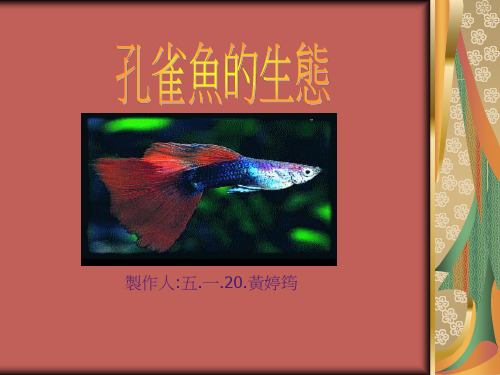 孔雀鱼的生态.ppt