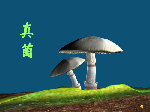 5.4.3真菌