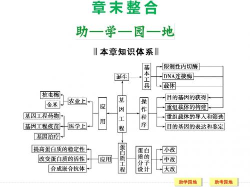 同步备课一体资料之生物中图版选修3课件：第一章 基因工程和蛋白质工程 章末整合1-1