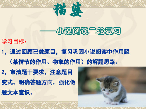 小说阅读《猫婆》1