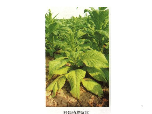 烟叶缺素症ppt课件