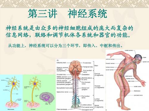 动物生理学--神经系统