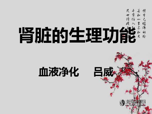 肾脏的生理功能