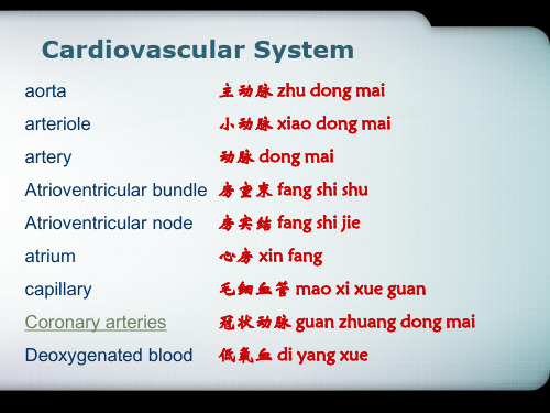 中英文双语PPT精品课件心血管系统Cardiovascular