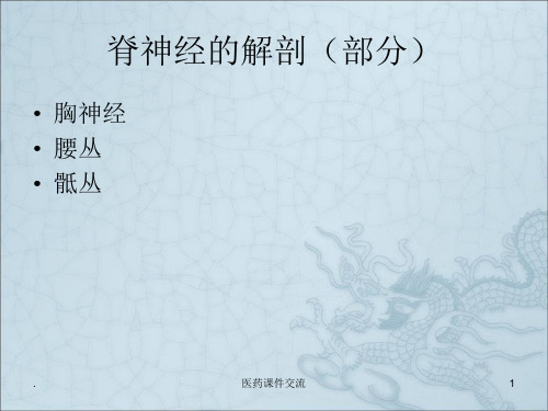 脊神经(胸神经、腰丛、骶丛)