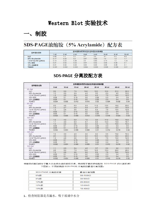 Western Blot实验详细步骤