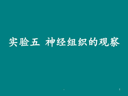 实验5-神经组织ppt课件