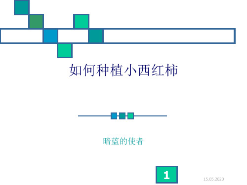 如何种植小西红柿 12页PPT文档