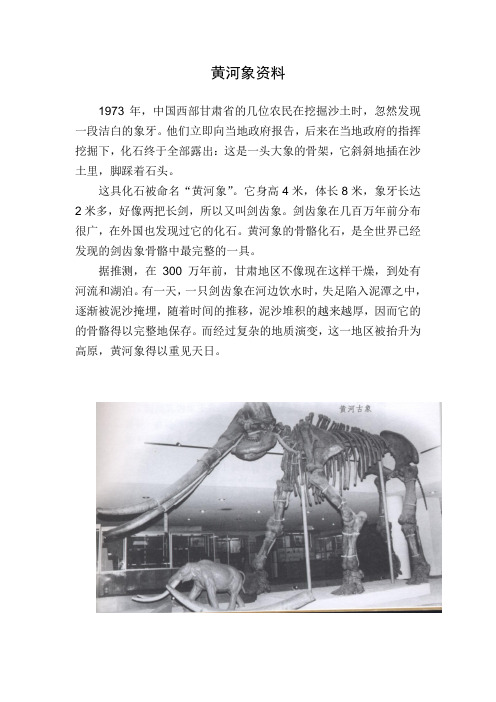 黄河象资料