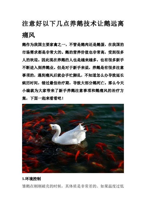 注意好以下几点养鹅技术让鹅远离痛风