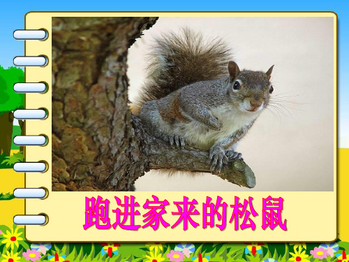 人教版小学语文六年级上册《跑进家来的松鼠》PPT课件