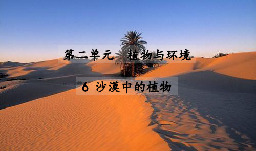 苏教版科学三年级下册6  沙漠中的植物  课件(29张ppt)