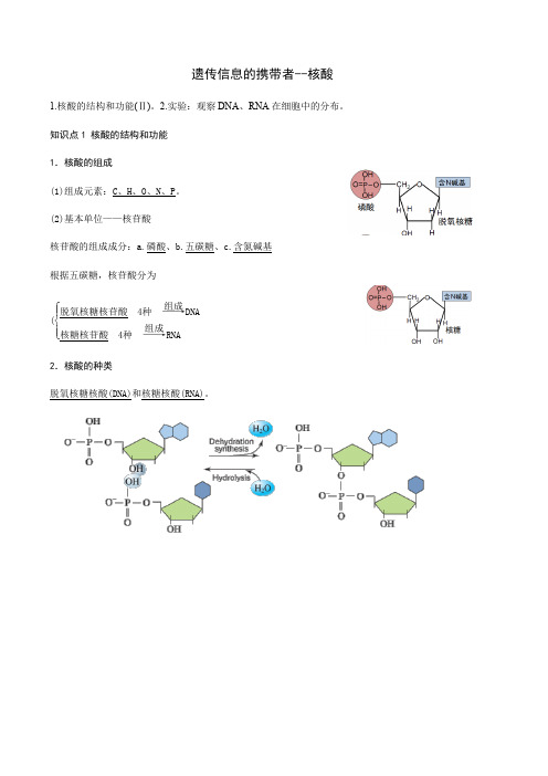【新教材】核酸是遗传信息的携带者 知识点人教版(2019)高中生物必修一