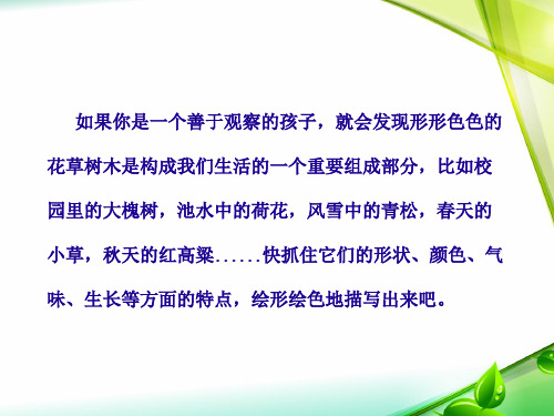 四年级写植物作文-桂花 PPT课件