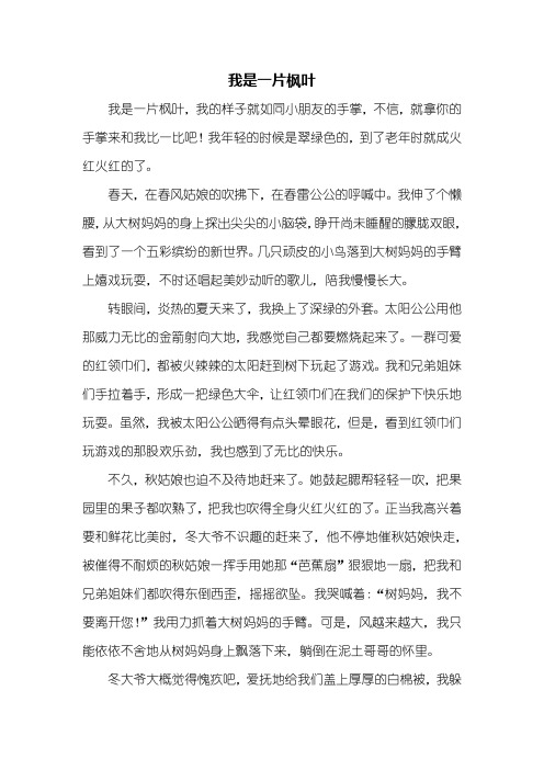 五年级作文：我是一片枫叶作文600字
