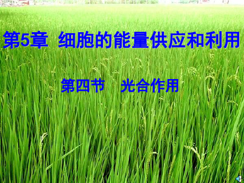 高一生物光合作用课件