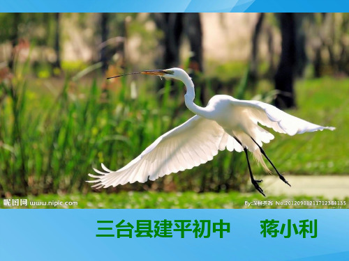 《山米与白鹤》ppt课件语文课件PPT