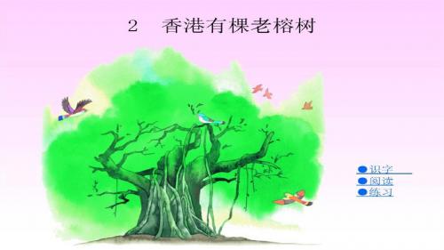 2 香港有棵老榕树