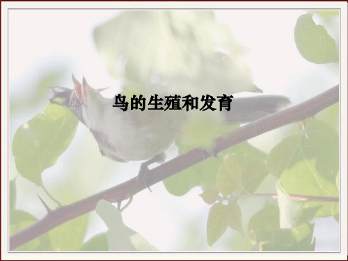 鸟的生殖和发育ppt课件