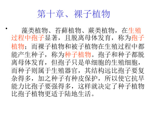 药用植物学_ 裸子植物门_裸子植物门学习资料_