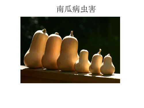 南瓜病虫害