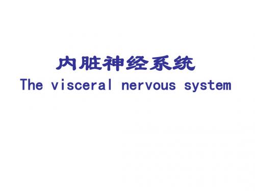 内脏神经