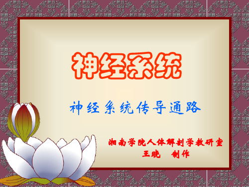18传导路(王)