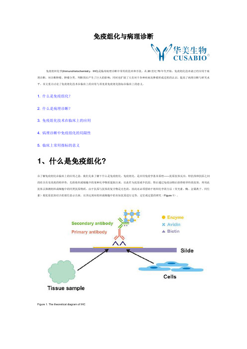 免疫组化与病理诊断