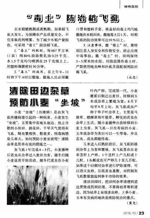“毒土”防治稻飞虱