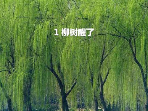 《柳树醒了》PPT课件6 (共24张PPT)