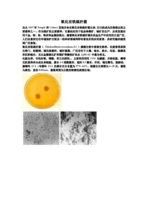 氧化亚铁硫杆菌