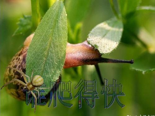 四年级下数学第五单元5谁爬得快